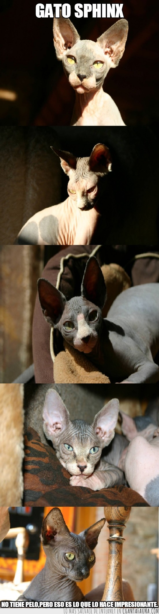 esfinge,sphinx,sin pelo,raza,impresionante,gato